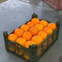 خرید و فروش حق العمل کاری|عمده‌فروشی|تهران, میدان میوه و تره‌بار مرکزی|دیوار