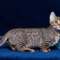 گربه نژاد مانچیکین یا گربه سوسیسی