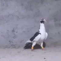 پلنگ سیاه ماده