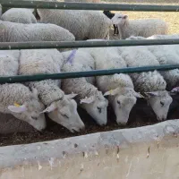 فروش گوسفند نژاد رومن ماده