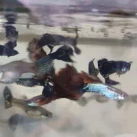 ماهی گوپی مولد نژاد اصلاحی تایگر و بلک|ماهی|مشهد, بهارستان|دیوار