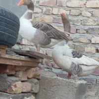 غاز|حیوانات مزرعه|زابل, |دیوار