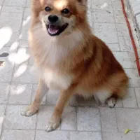 سگ پاکوتاه دزدیده گم شده