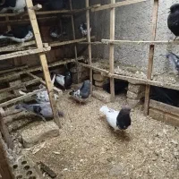 دورگ وتکپر|پرنده|قرق, |دیوار