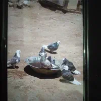 کبوتر ۹عدد