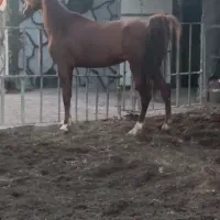 مادیان به همراه کره