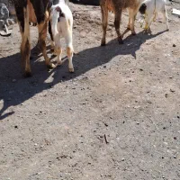 دوتا گاو سحرایی با گوساله نر