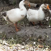 غاز|حیوانات مزرعه|سنگر, |دیوار