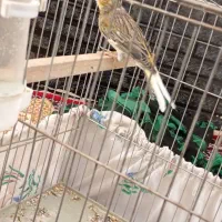 پرنده قناری