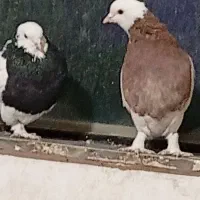 طوقی بی کاکل|پرنده|خوسف, |دیوار