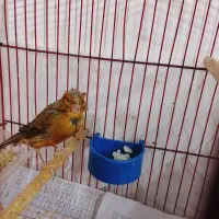 یک عدد قناری نر