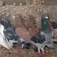 کبوتر رنگی و پلاکی وراوی|پرنده|وراوی, |دیوار