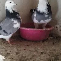 کفتر پرشی|پرنده|محمدشهر, محمدشهر|دیوار