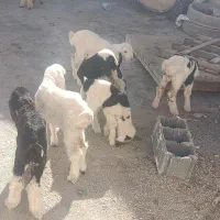 کهره بره شیری اصیل|حیوانات مزرعه|شیراز, ظفرآباد|دیوار