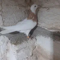 فروش طوقی زرد نر