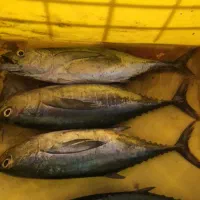 ماهی هور|ماهی|قشم, |دیوار