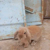 خرگوش لوپ|موش و خرگوش|بندرعباس, |دیوار