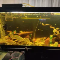 فروش ماهی کوی|ماهی|تهران, شادمان|دیوار