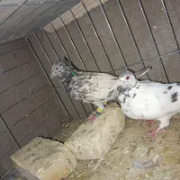 کفتر|پرنده|گناباد, |دیوار