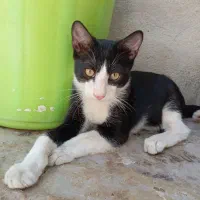 گربه بشدت دستی و خونگی