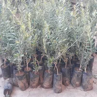 فروش انواع نهال زیتون|خدمات باغبانی و درختکاری|منجیل, |دیوار