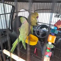 فروش طوطی دست آموز|پرنده|بندر انزلی, عباس آباد|دیوار