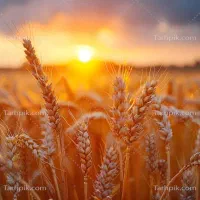 فروش زمین کشاورزی 13/5 هکتار دیمی خوش قیمت