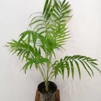 گل های مناسب آپارتمانی