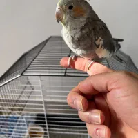 فروش عروس هلندی|پرنده|گلپایگان, |دیوار