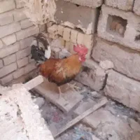 خروس