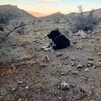 قدرجونی|سگ|ارم, |دیوار