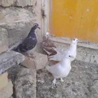 کفتر جوجه بوم ندیده