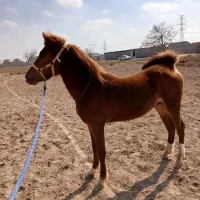 اسب دره شور
