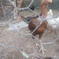 مرغ لاری وگلین|حیوانات مزرعه|پاکدشت, پاکدشت (مامازند)|دیوار