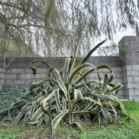 گل اگاو غول پیکر با کلی پاجوش ، رنگ ابلغ|گل و گیاه طبیعی|رامسر, |دیوار