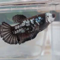 فایتر پلاکت ماده|ماهی|تهران, افسریه شمالی|دیوار