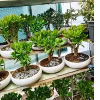گل بنسای زامفولیا