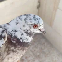 کفتر سوسکی سالم و درشت