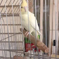 یک جفت عروس هلندی لوتینو چشم شرابی هیکل درشت|پرنده|اهواز, فاز ۲ پادادشهر|دیوار