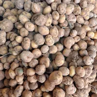 سیب زمینی دامی .بذری و خوارکی موجود هس