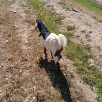 بزگاله‌گوش‌دراز