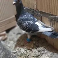 کفتر|پرنده|بردسکن, |دیوار