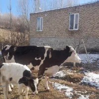 گاو باگوساله ماده|حیوانات مزرعه|مشگین شهر, |دیوار