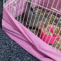 عروس هلندی دستی ماده