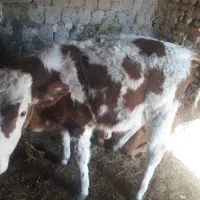 قیمت‌۱۰۰۰۰۰۰۰۰