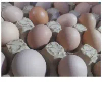 تخم مرغ رسمی