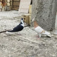 خوشرنگ سیاه موقلف پرنده|پرنده|قزوین, |دیوار