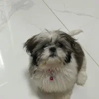 طوله ۳ ماهه شیتزو سوپر فلت