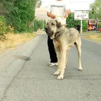 سگ نگهبان پژدر