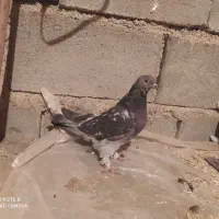 کبوتر پرشی بشرت|پرنده|بروجن, |دیوار